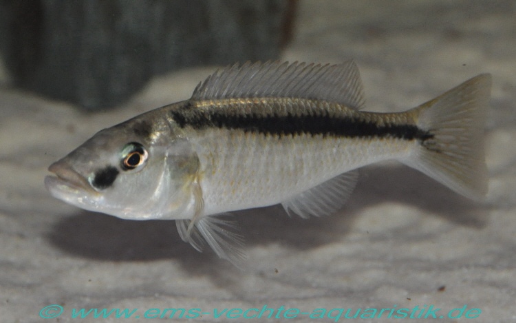 Champsochromis spilorhynchus